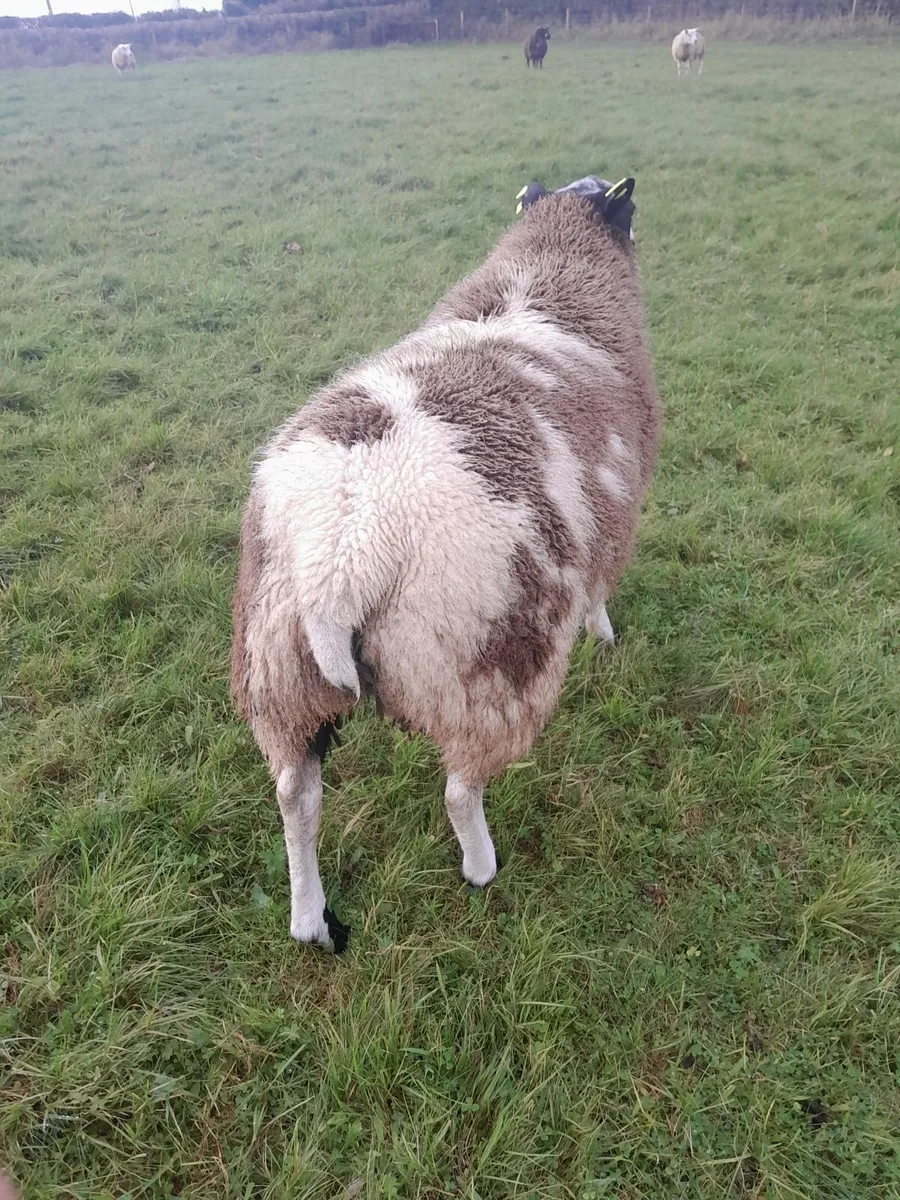 Dutch spotted rsm lamb - Image 2