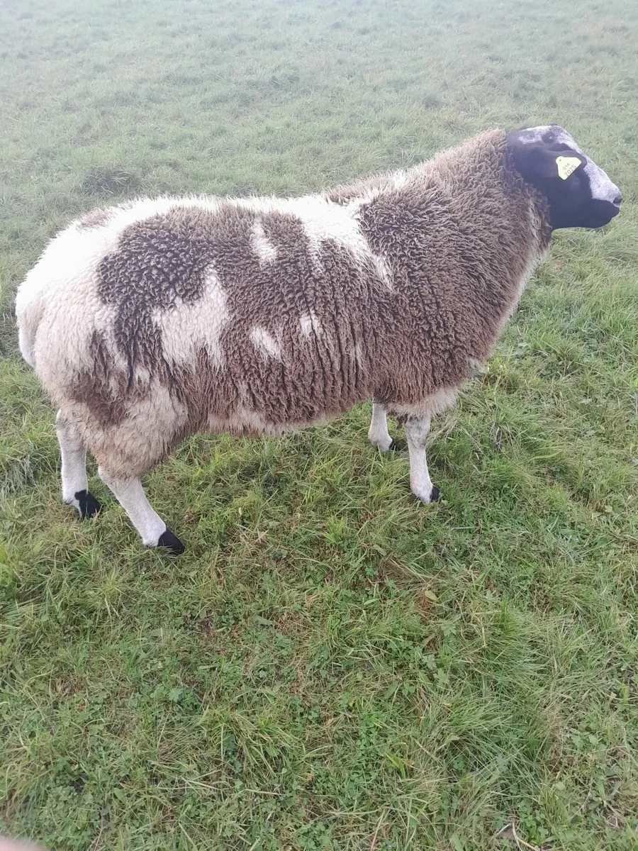 Dutch spotted rsm lamb - Image 3