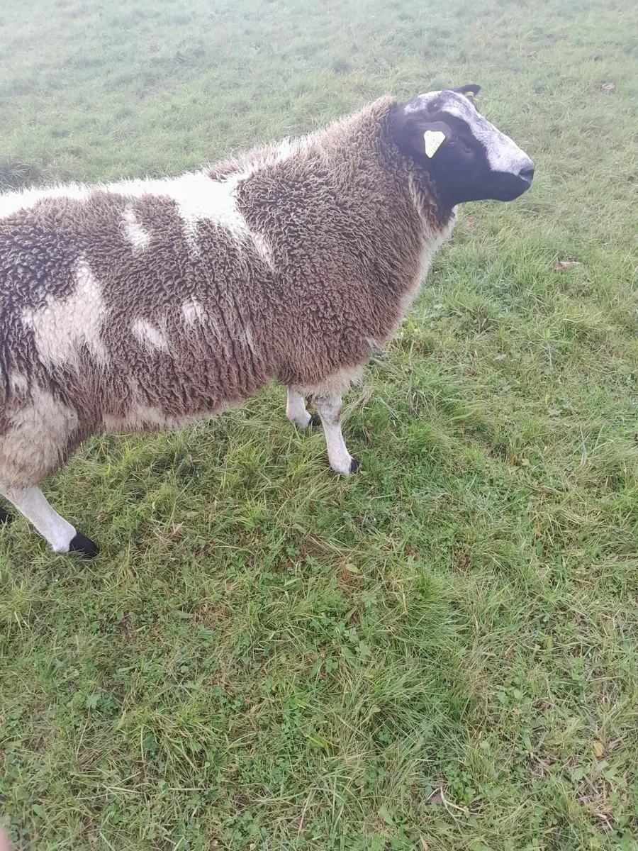 Dutch spotted rsm lamb - Image 4