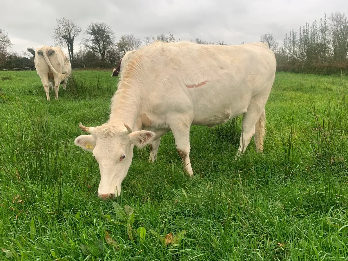 Organic Milking Shorthorn In Calf Heifer - Image 2