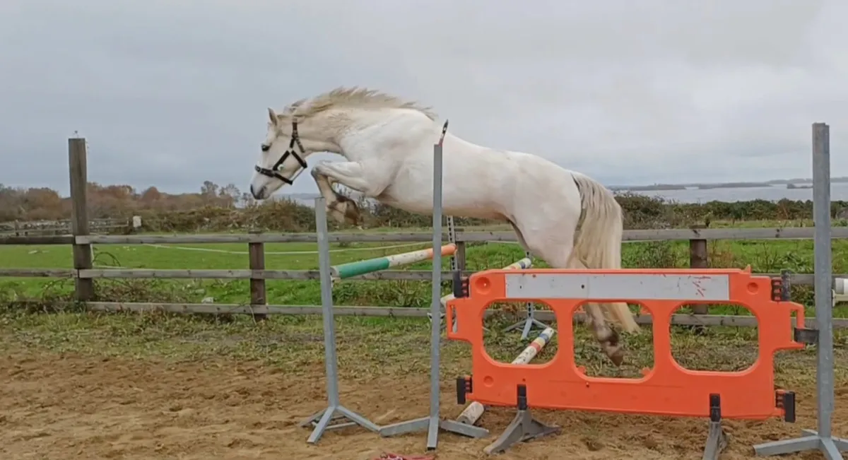 4 Year Old Connemara Gelding-price reduced!!! - Image 4
