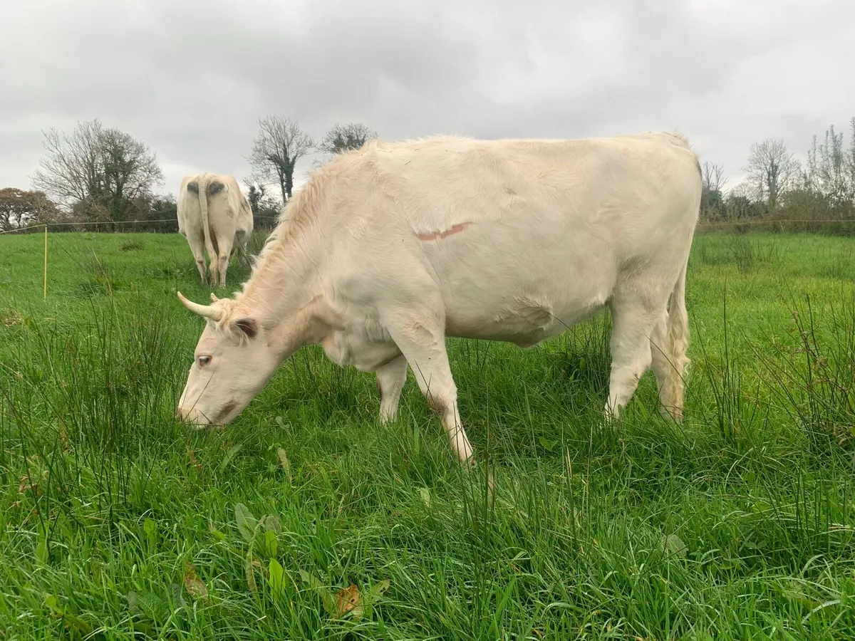Organic Milking Shorthorn In Calf Heifer - Image 3