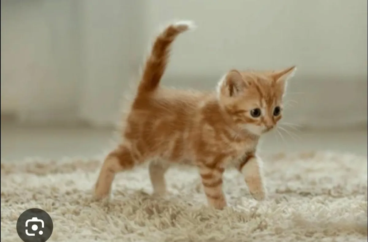 **Looking for** a ginger kitten 😸