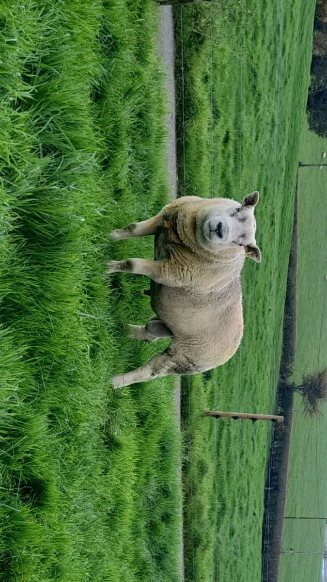 Texel - Image 1
