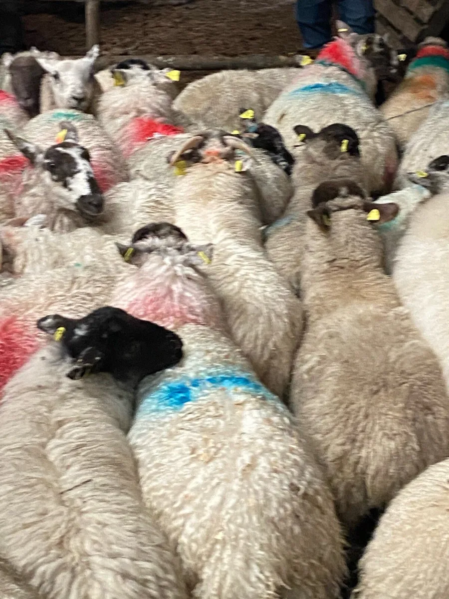 100+ store ewe lambs - Image 1