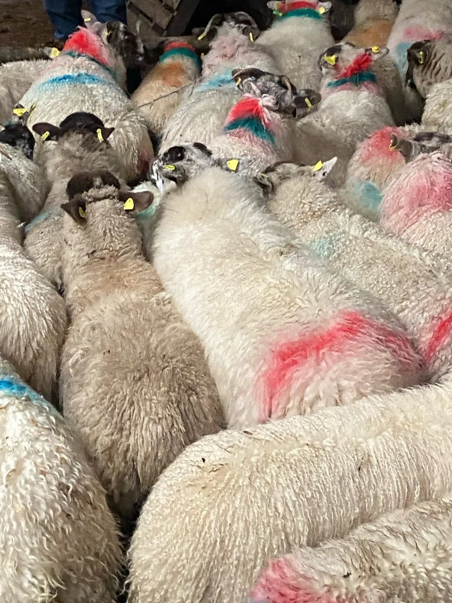 100+ store ewe lambs - Image 2