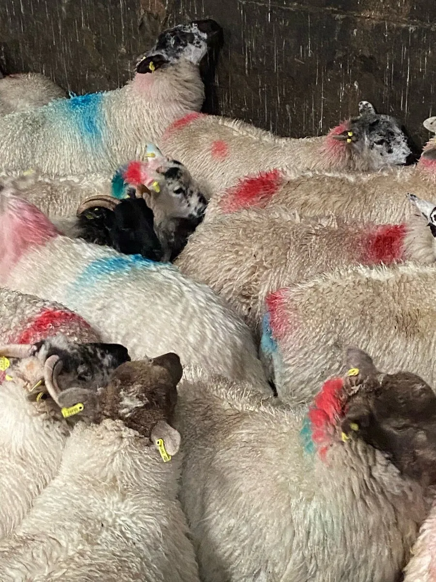 100+ store ewe lambs - Image 3