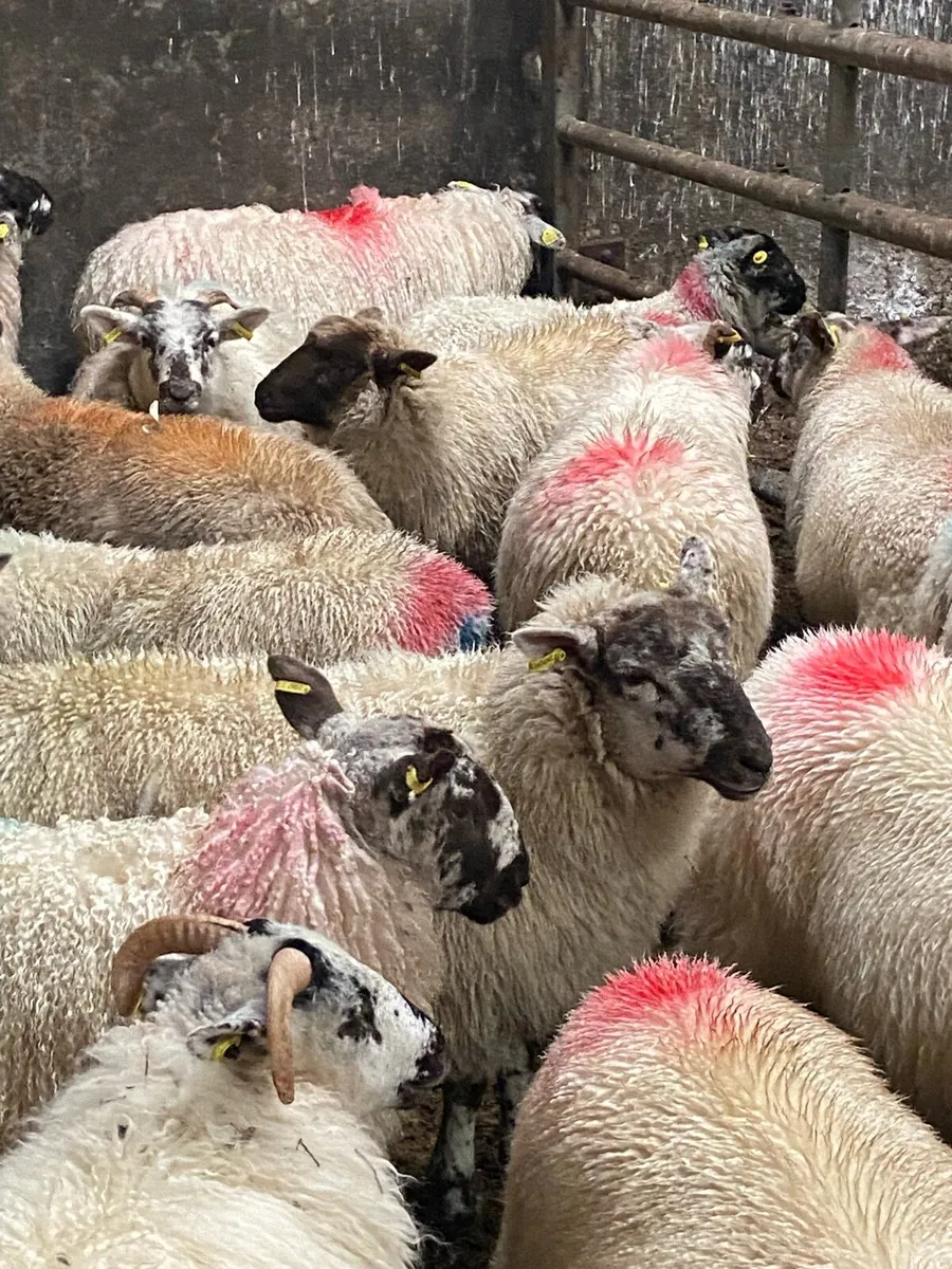 100+ store ewe lambs - Image 4