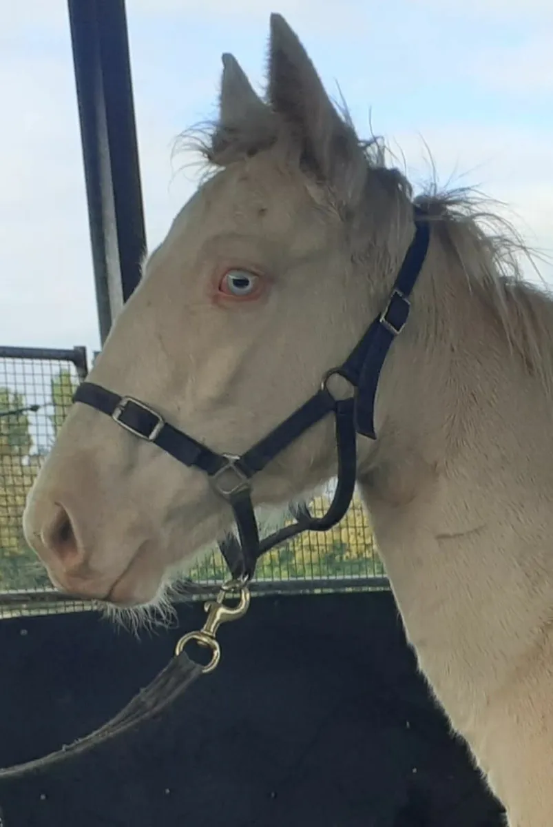 Foal - Image 1