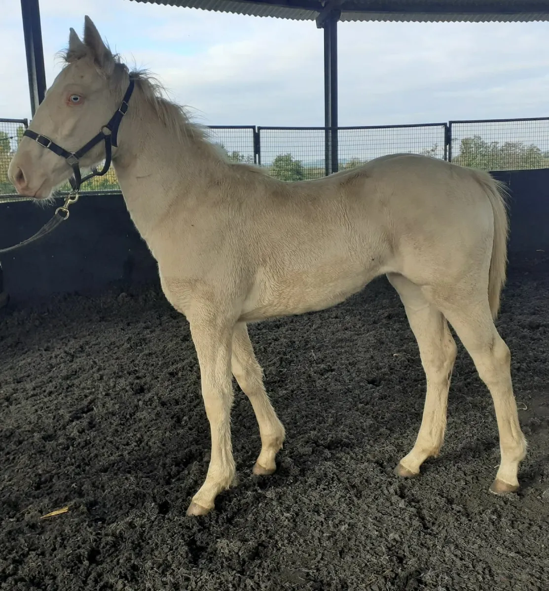 Foal - Image 2