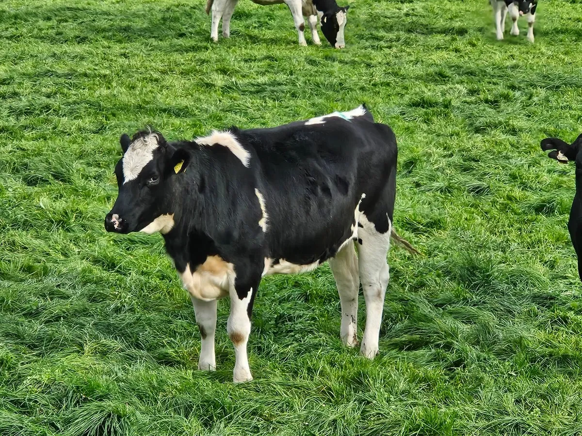 Incalf heifers - Image 1