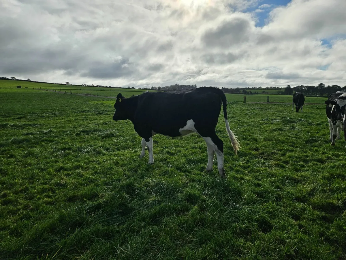 Incalf heifers - Image 2
