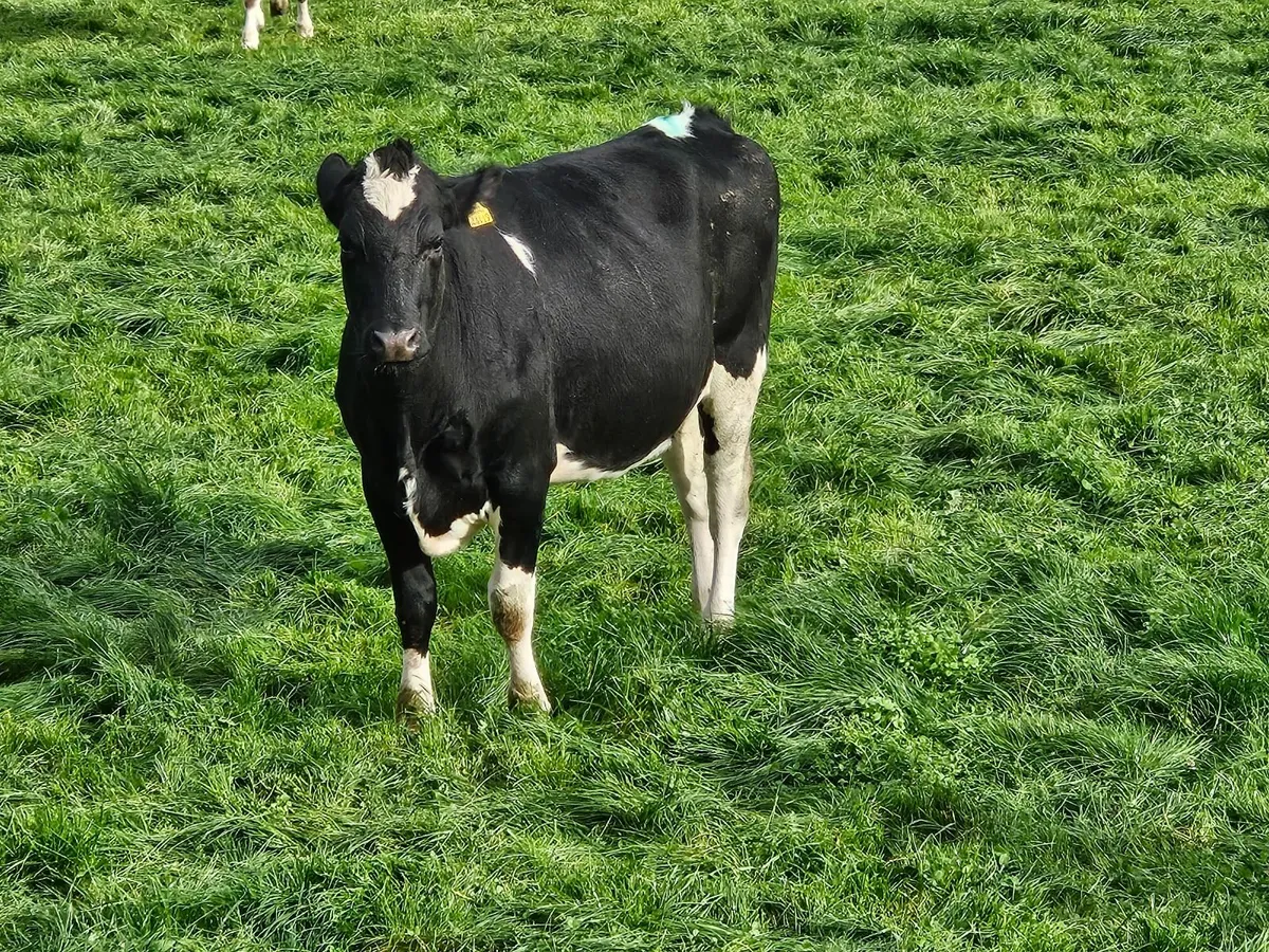 Incalf heifers - Image 3