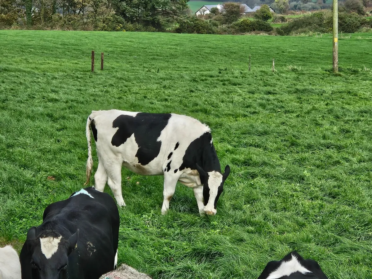 Incalf heifers - Image 4