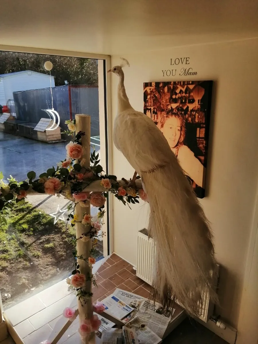 Peacocks - Image 1