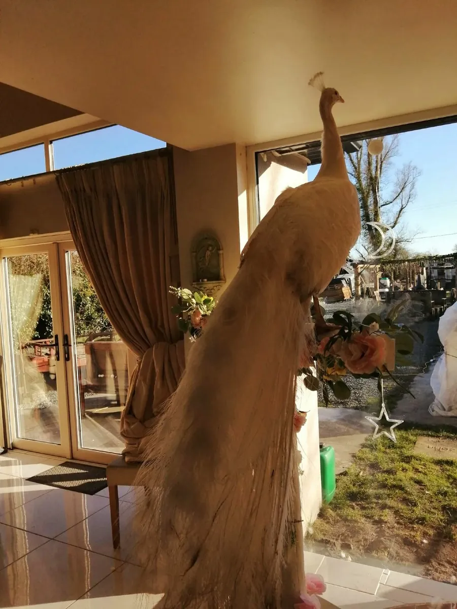 Peacocks - Image 3