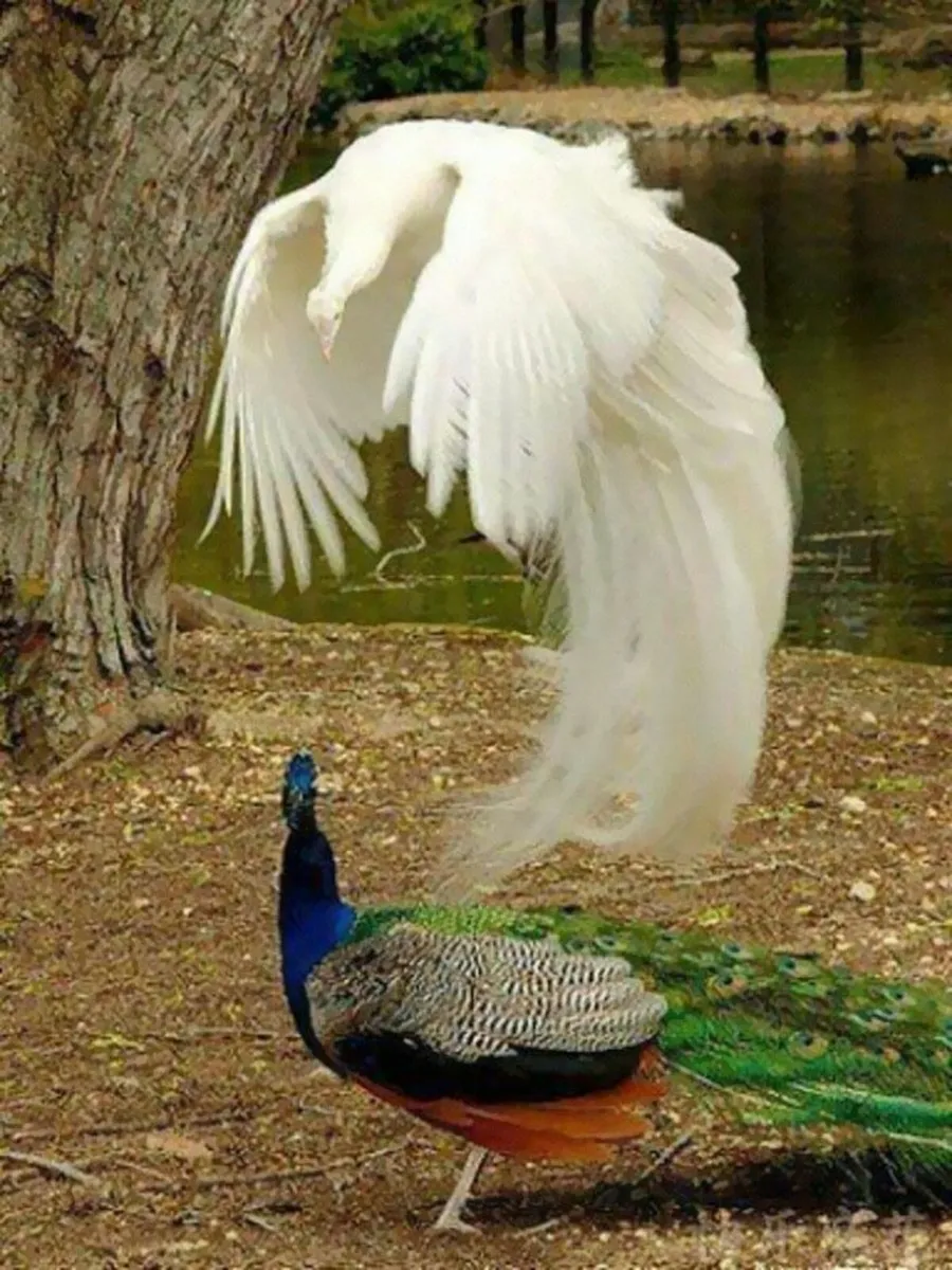 Peacocks - Image 4