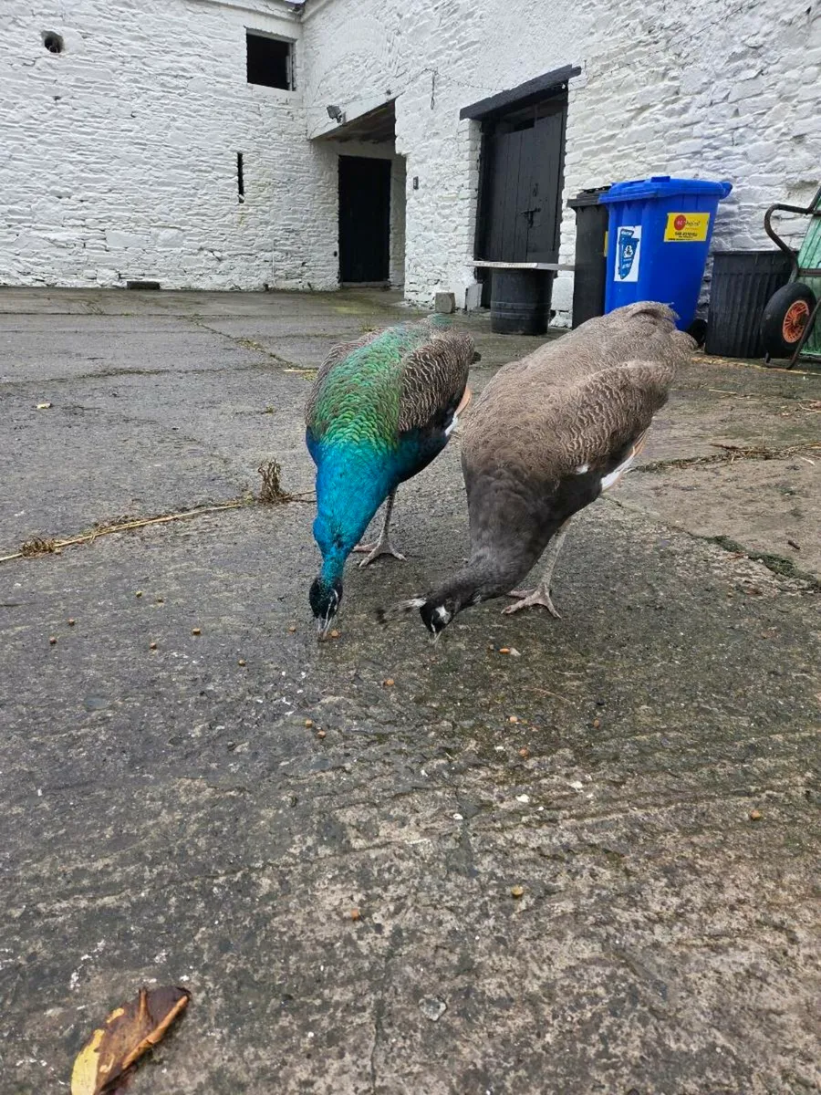 Peacocks for Sale - Image 2