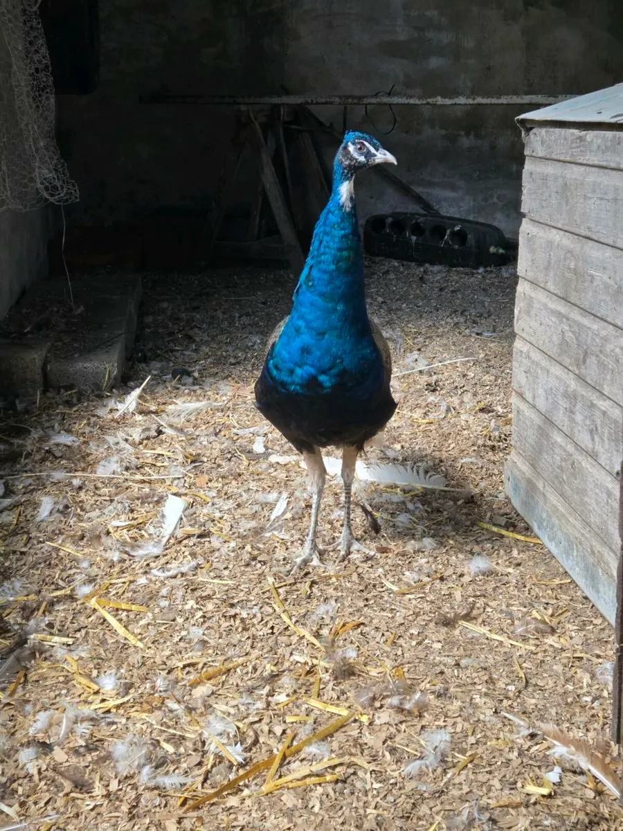 Peacocks for Sale - Image 1