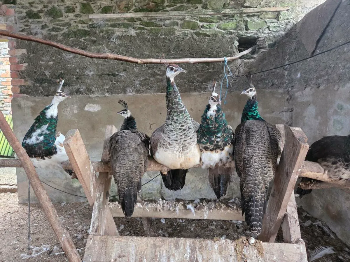 Peacocks for Sale - Image 3
