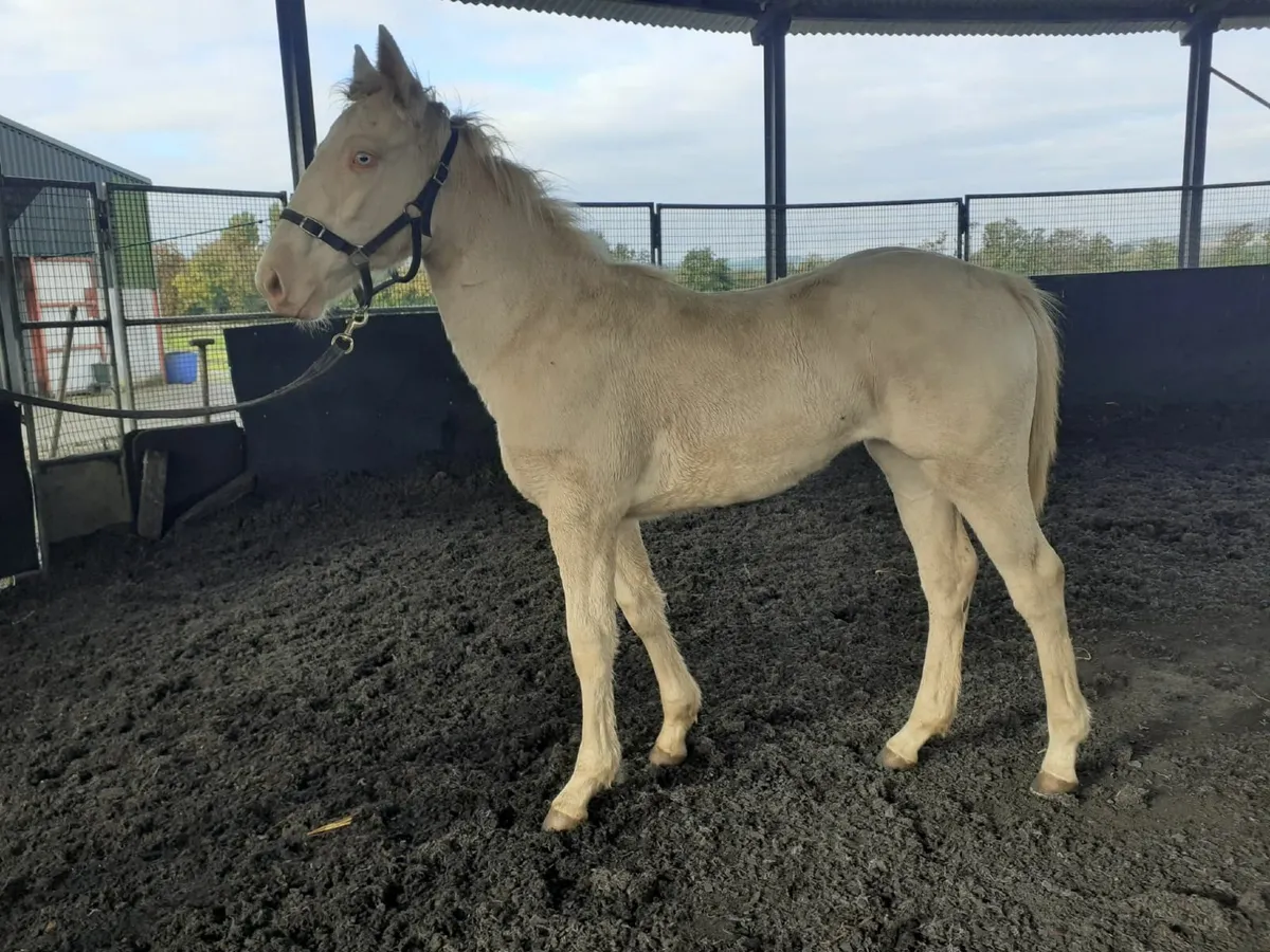 Foal - Image 4