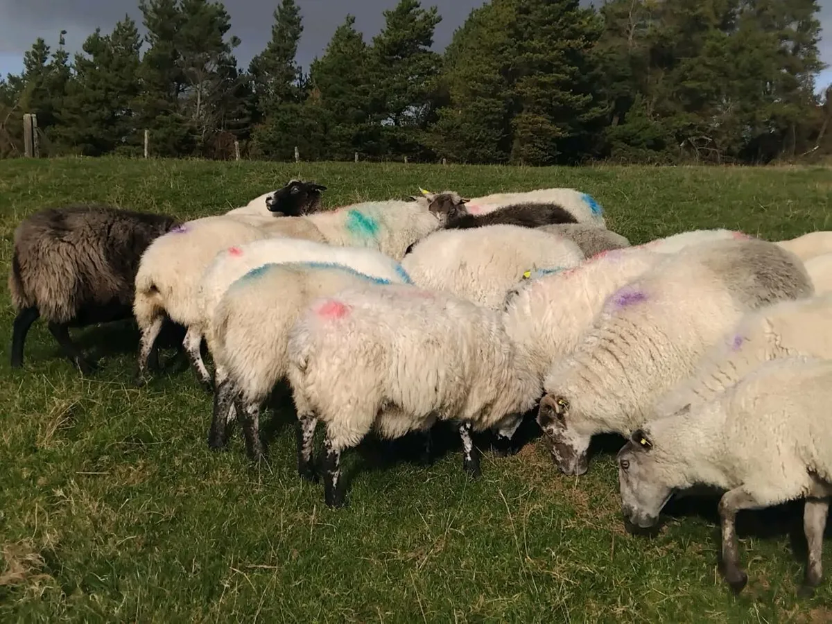 23 quality  genuine breeding ewes - Image 1