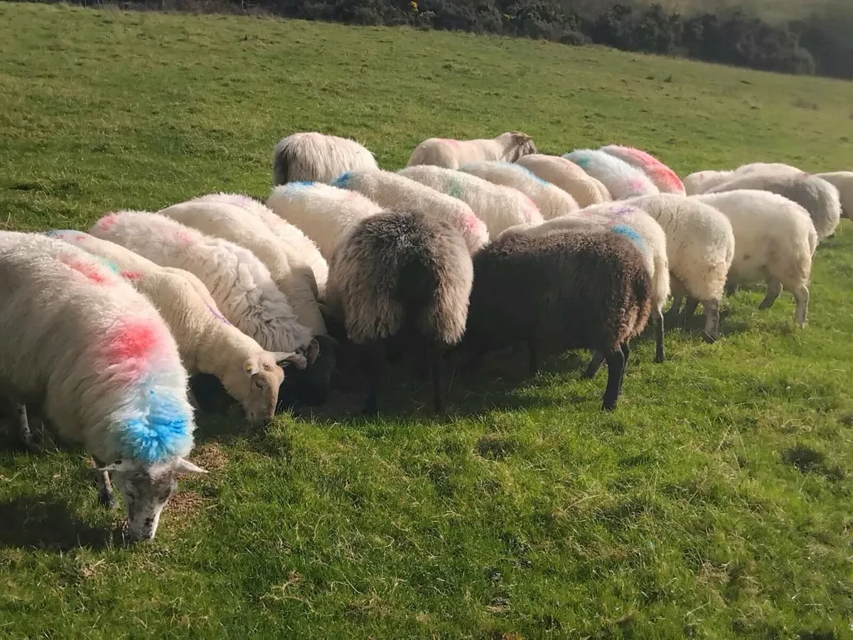 23 quality  genuine breeding ewes - Image 3