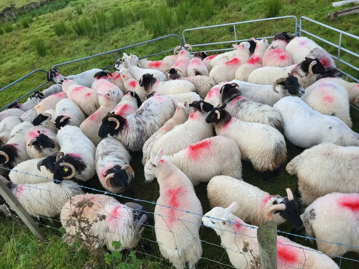 Full Symbol Organic  Lambs + Ewes - Image 2