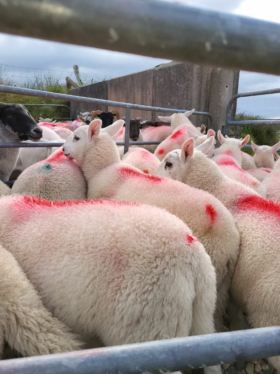 Full Symbol Organic  Lambs + Ewes - Image 3