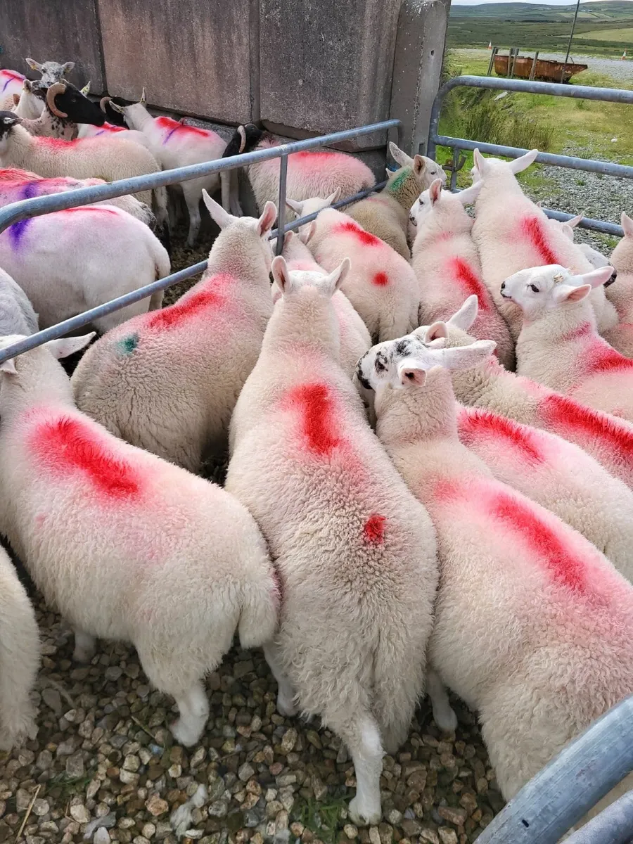 Full Symbol Organic  Lambs + Ewes - Image 1