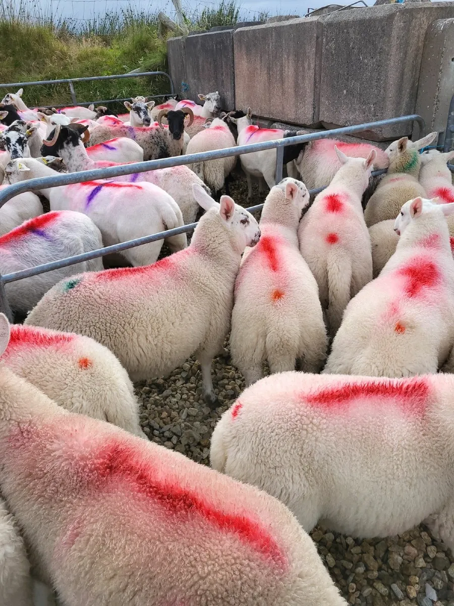 Full Symbol Organic  Lambs + Ewes - Image 4