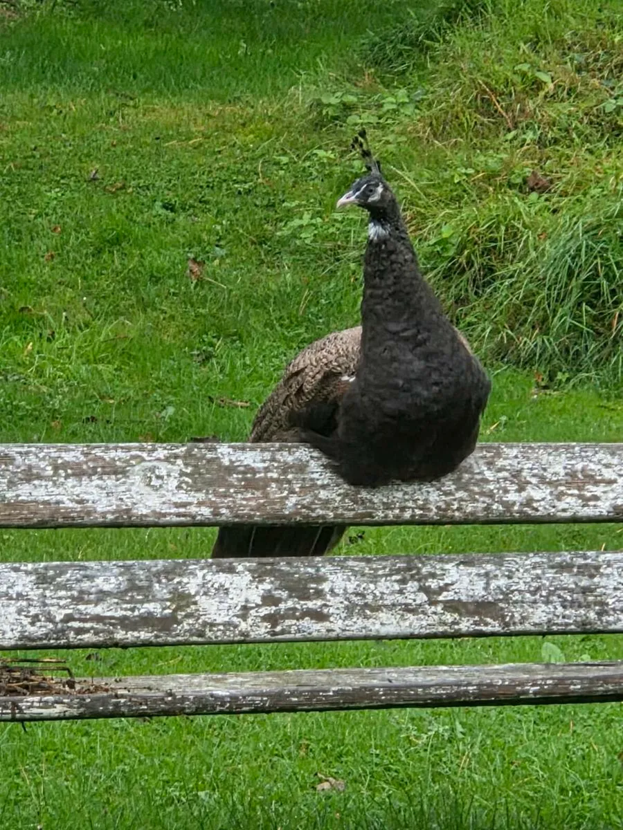 Peacocks for Sale - Image 4