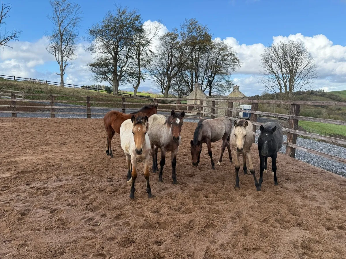 ⚡️2025 Connemara Foals⚡️ - Image 2