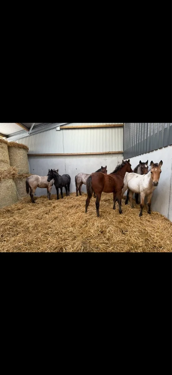 ⚡️2025 Connemara Foals⚡️ - Image 1