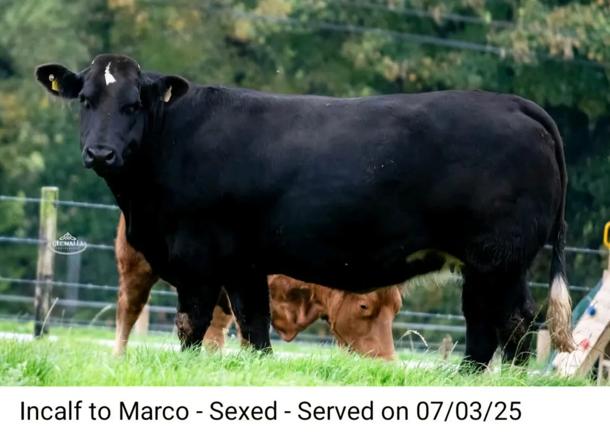 In-Calf Heifers - Image 1