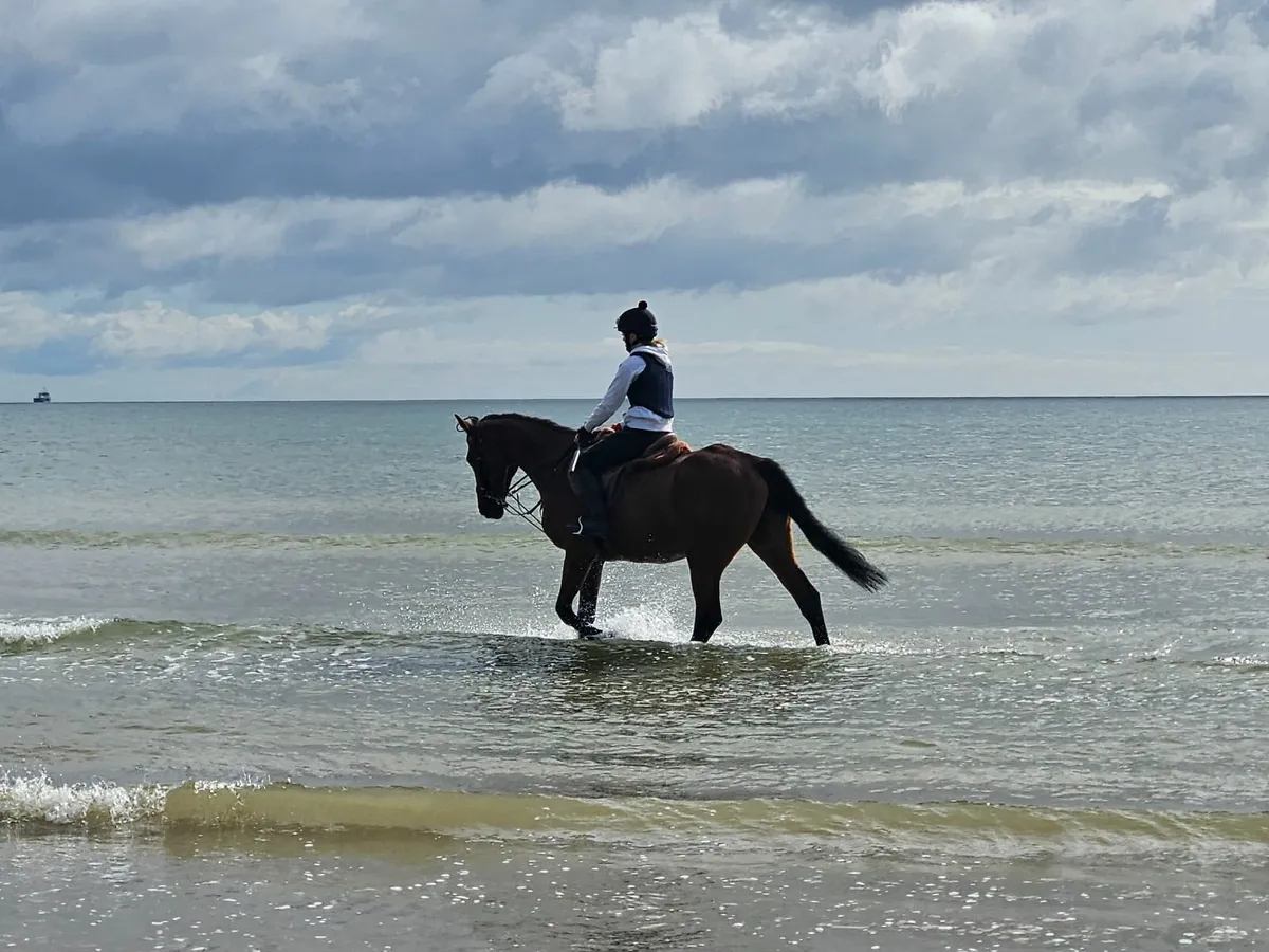 Bay Horse - Image 2