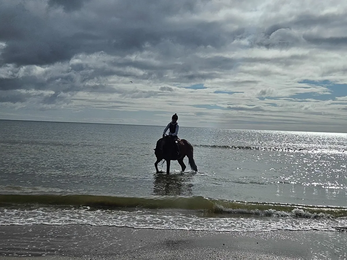 Bay Horse - Image 3