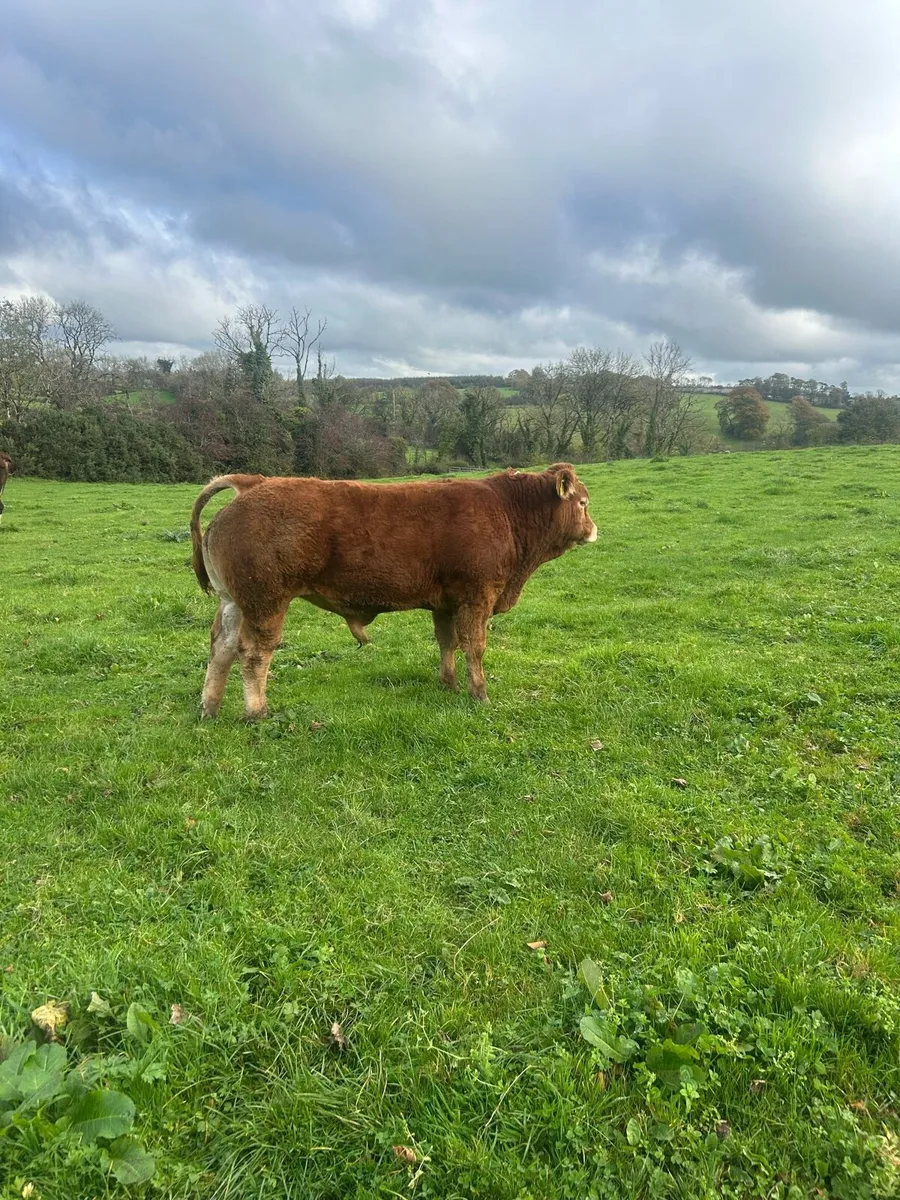 Bull - Image 1