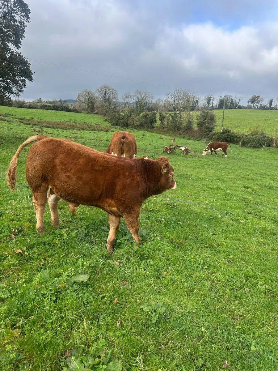 Bull - Image 2