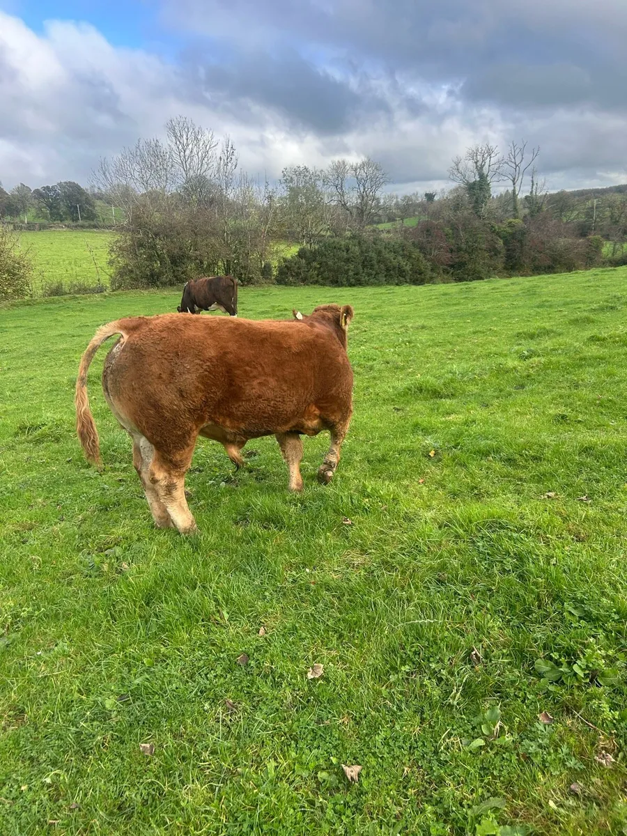 Bull - Image 3