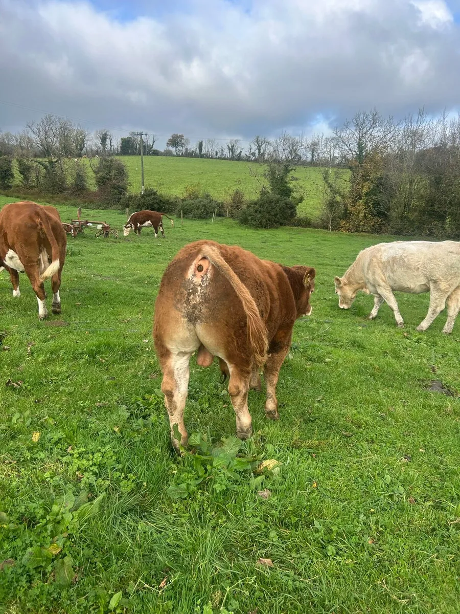 Bull - Image 4