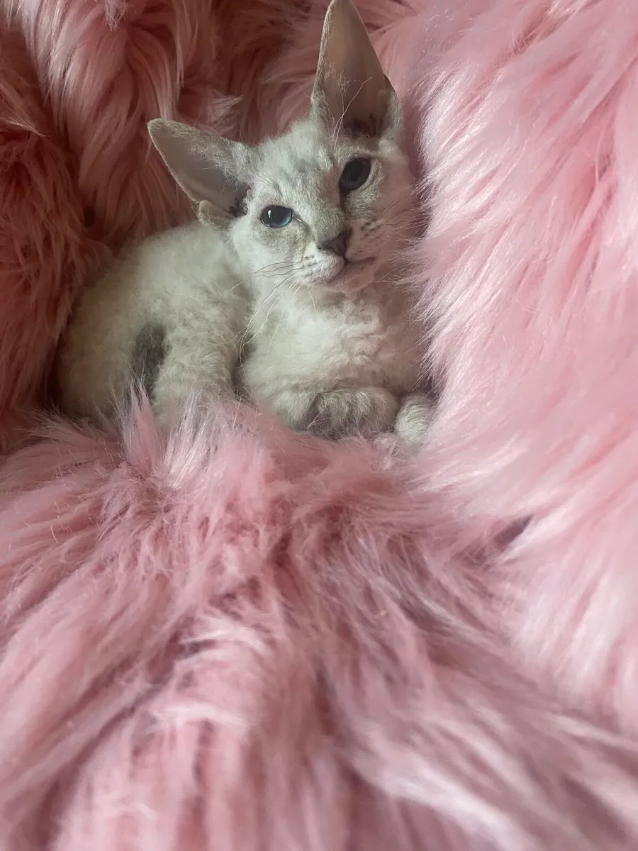 Sphynx/siamese kittens - Image 2