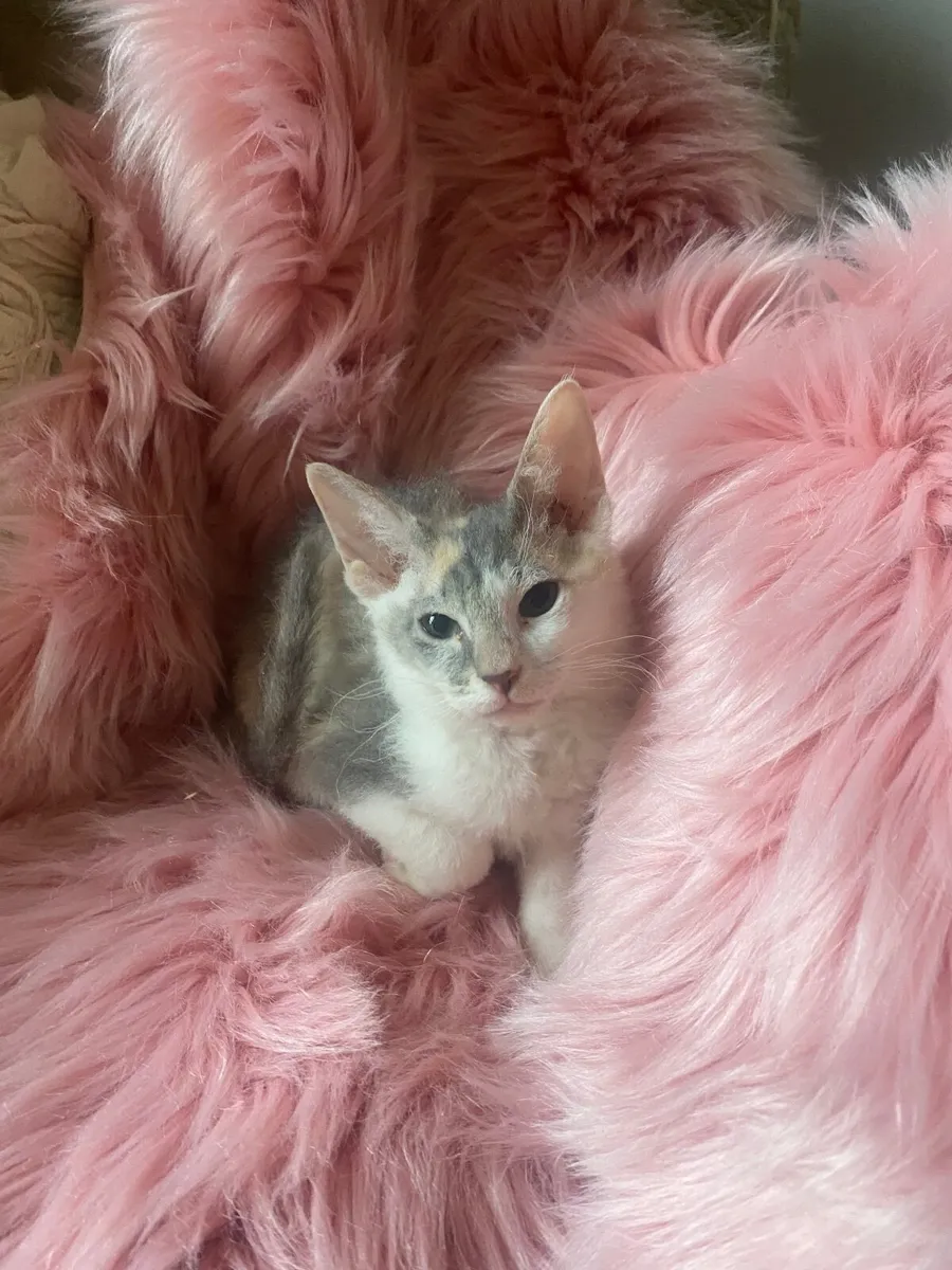 Sphynx/siamese kittens - Image 3