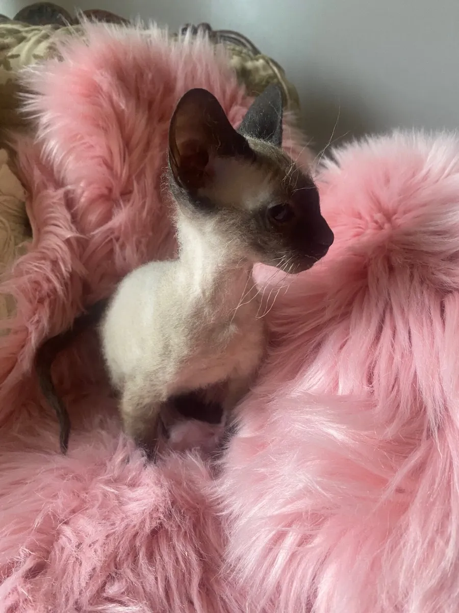 Sphynx/siamese kittens - Image 4