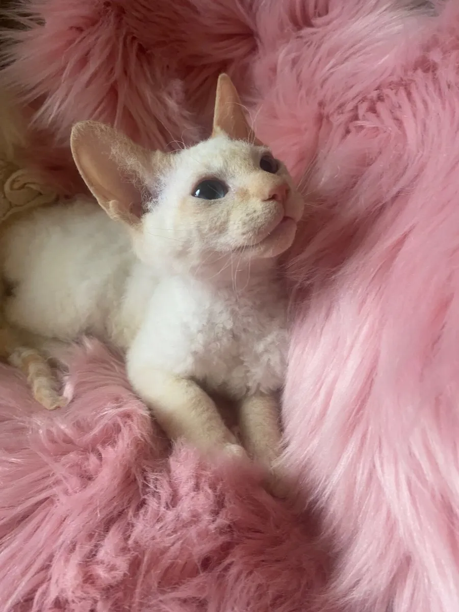 Sphynx/siamese kittens - Image 1