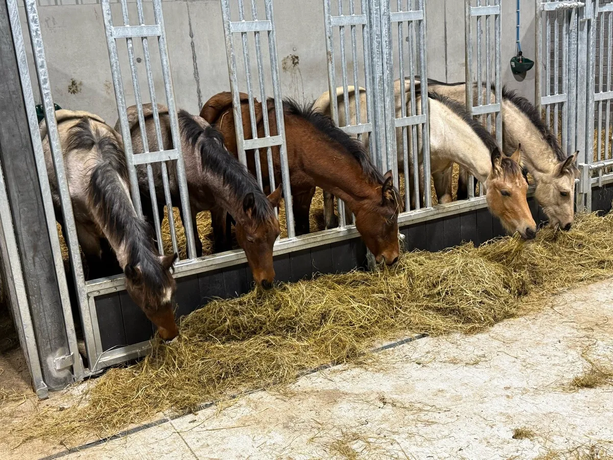 ⚡️2025 Connemara Foals⚡️ - Image 3