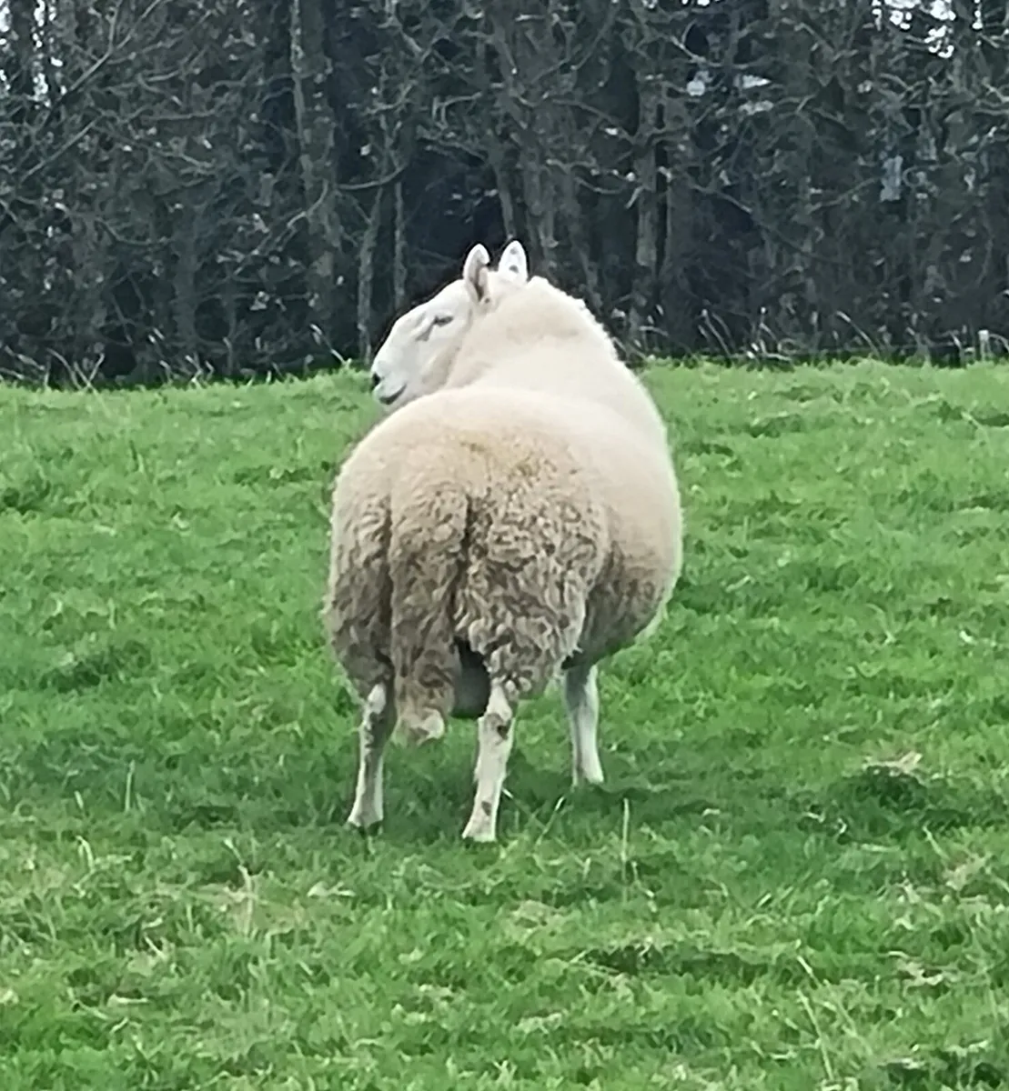 SHEEP - Image 2