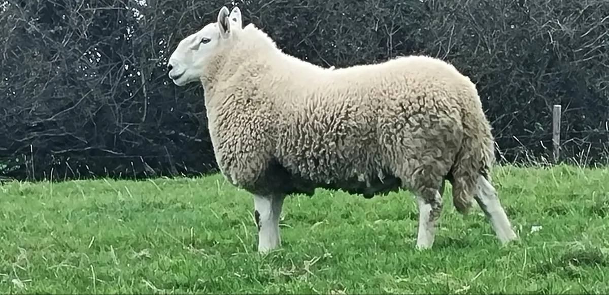 SHEEP - Image 1