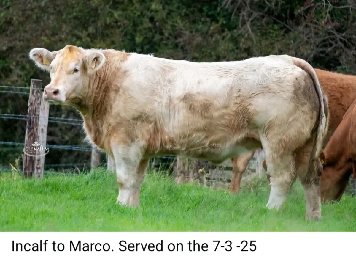 In-Calf Heifers - Image 2
