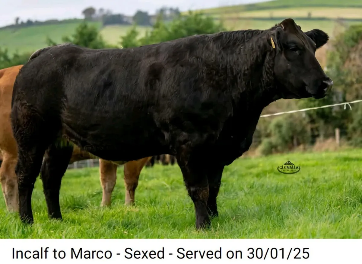 In-Calf Heifers - Image 3